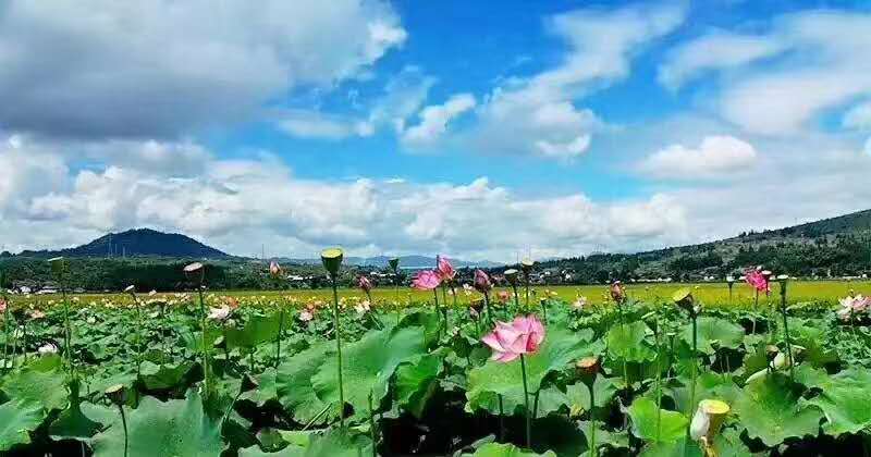 麗江研學旅行的定義及特點是什么？