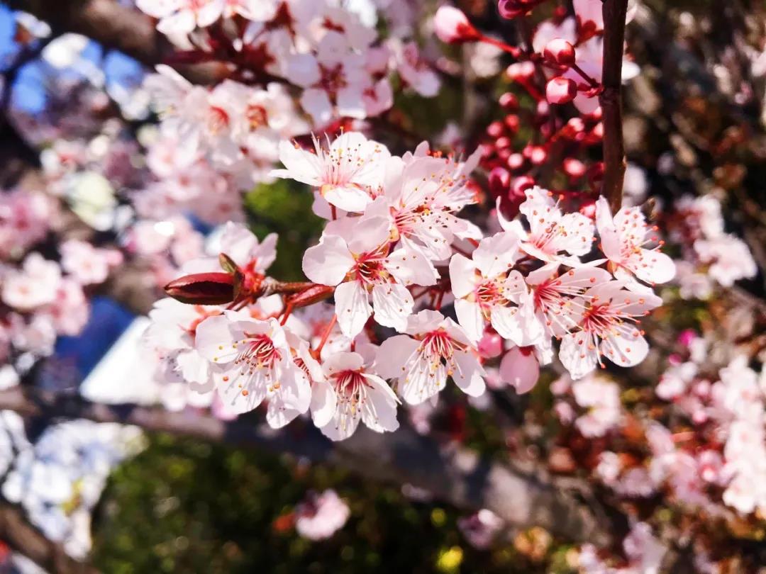 在麗江的春暖花開(kāi)里，邂逅一場(chǎng)花事！