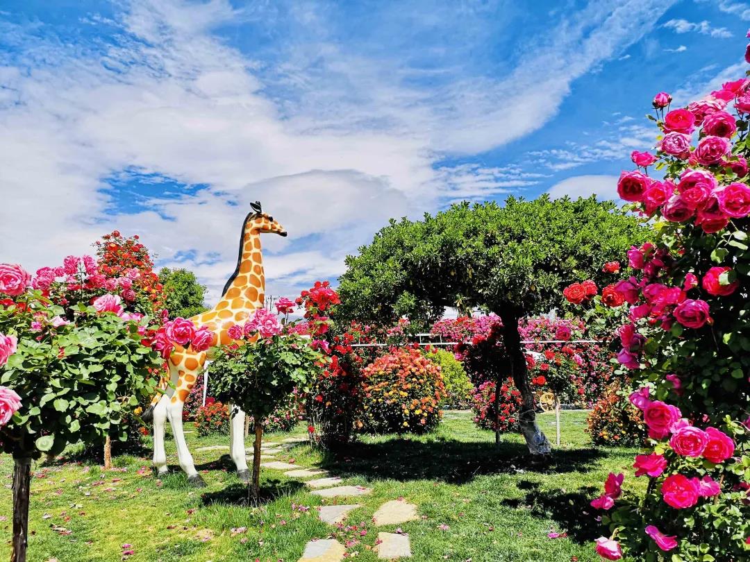 周末去哪兒？麗江這里花開成海，把園區(qū)打造成湖濱公園景區(qū)快來打卡！