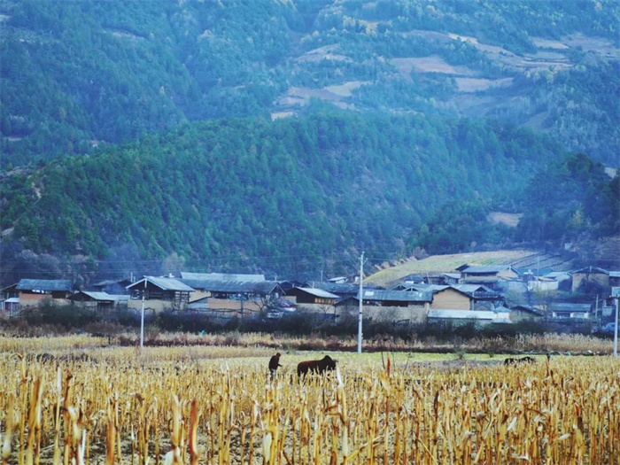 麗江特色節(jié)日：“殺年豬”對(duì)麗江人來(lái)說(shuō)有多重要？